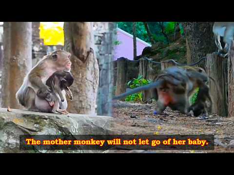 The mother monkey will never let go of her baby, who has left this beautiful world.
