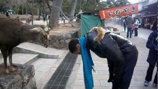 Deer Greets In Japanese Fashion Nara Japan