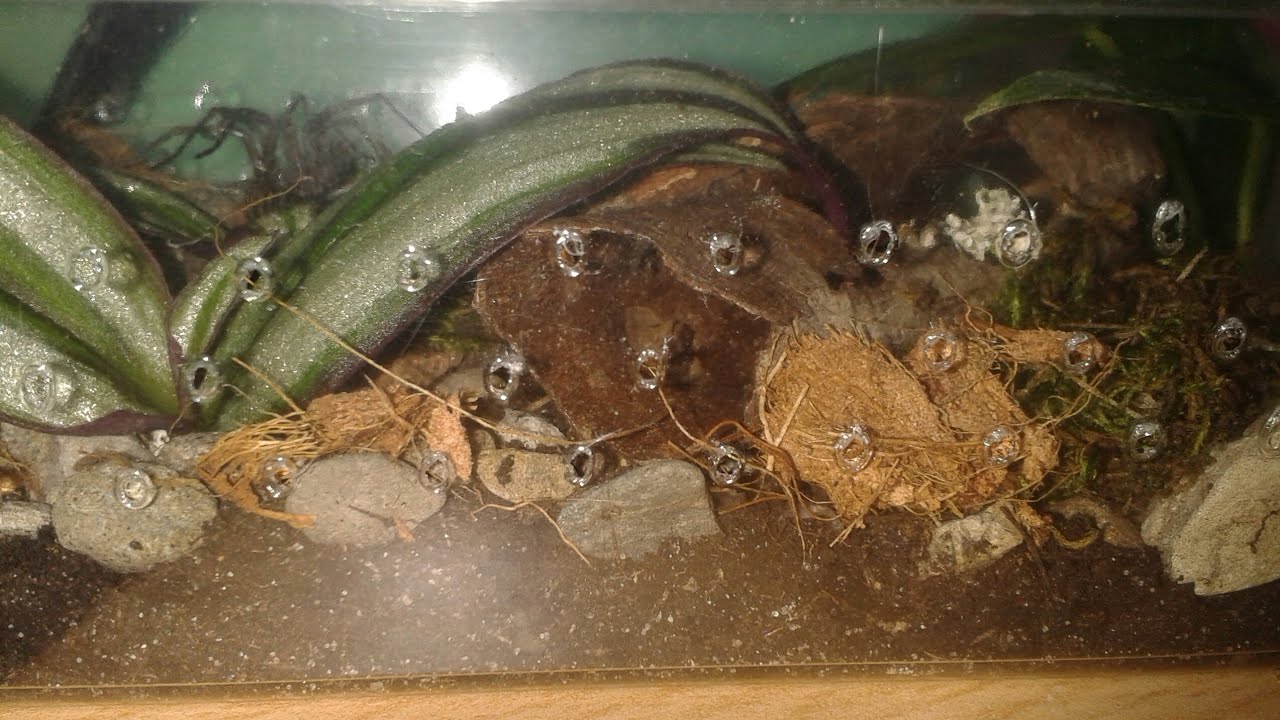 Wystruj pojemnika dla kątnika domowego oraz info gatunkowe