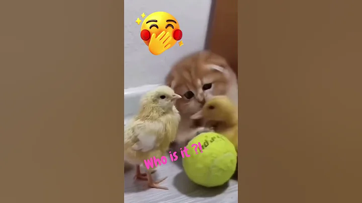 Video 5628051: cutest cat dogs pets, cats dogs pets funniest, cat funny pets dog, cat dog pets cute, funny cats dogs clean, laugh clean funny cat