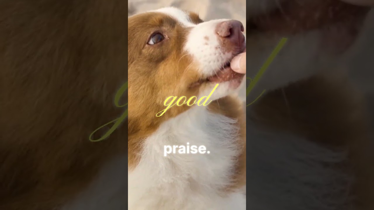 Benevolent Dog Leadership Tips