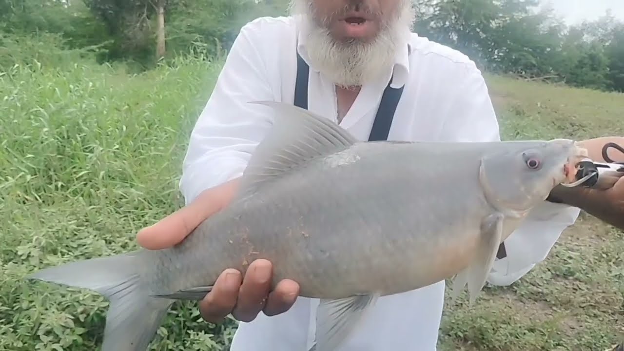 how to catch fish mangoor