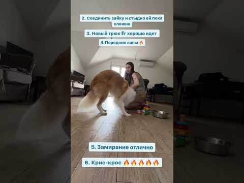 Какой трюк вам понравился больше остальных? #кинолог #собака #дрессировкащенка #дрессировка #puppy