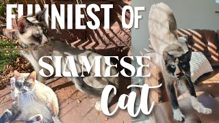 FUNNIEST of my SIAMESE CAT | 2023 Recap by Alpha Aussies 131 views 1 month ago 6 minutes, 49 seconds