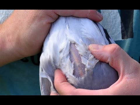 the pigeons keel