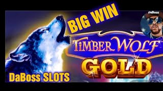 BIG BOSS WIN ON TIMBERWOLF GOLD SLOT MACHINE #dabossslots screenshot 5