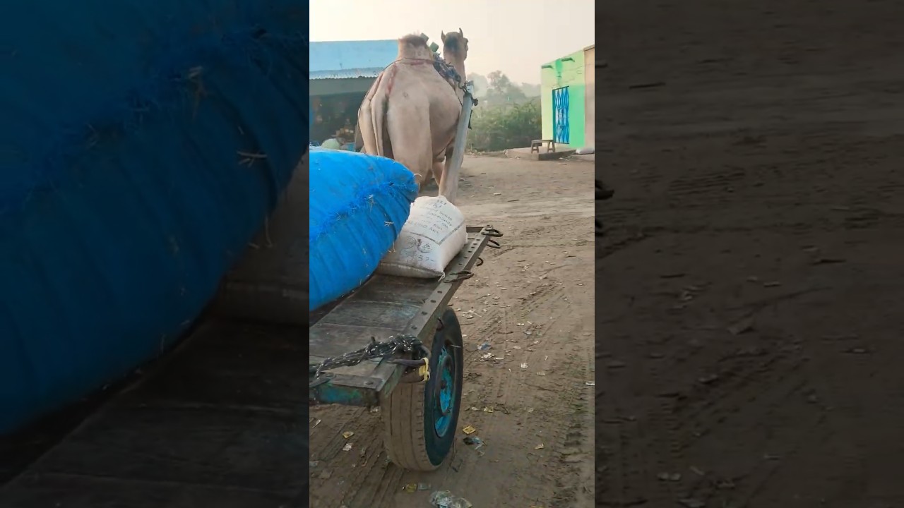 Cimal Beautiful videos