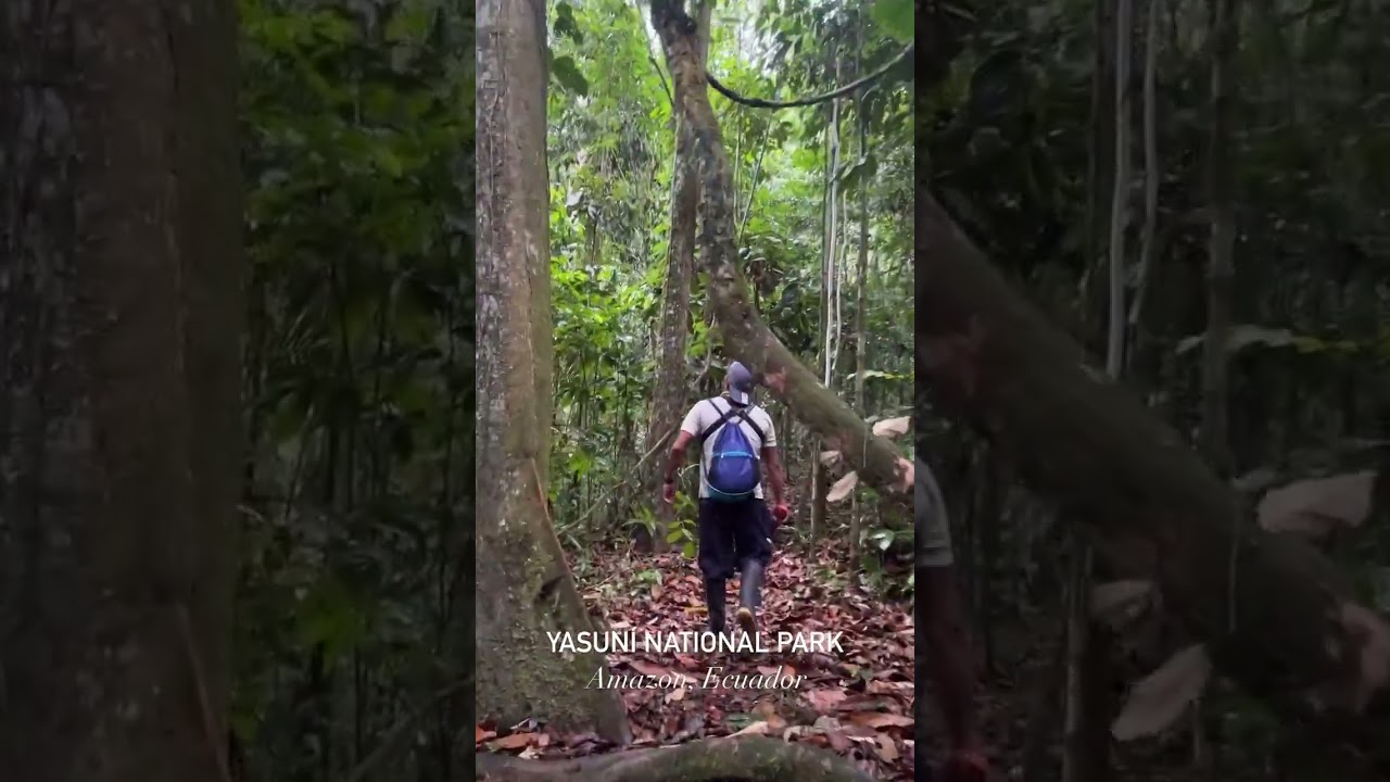 🐸 Amazon’s Yasuni National Park, the largest protected area in continental Ecuador 🇪🇨