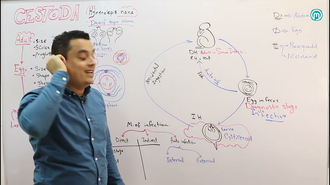 Cestode Part 2