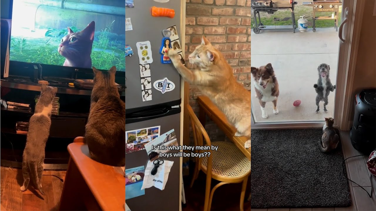 When Cats Prove They're the Best Bodyguards ❤️