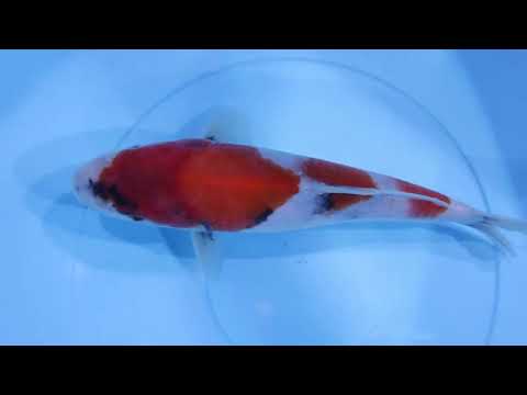 Showa Dainichi Tosai
