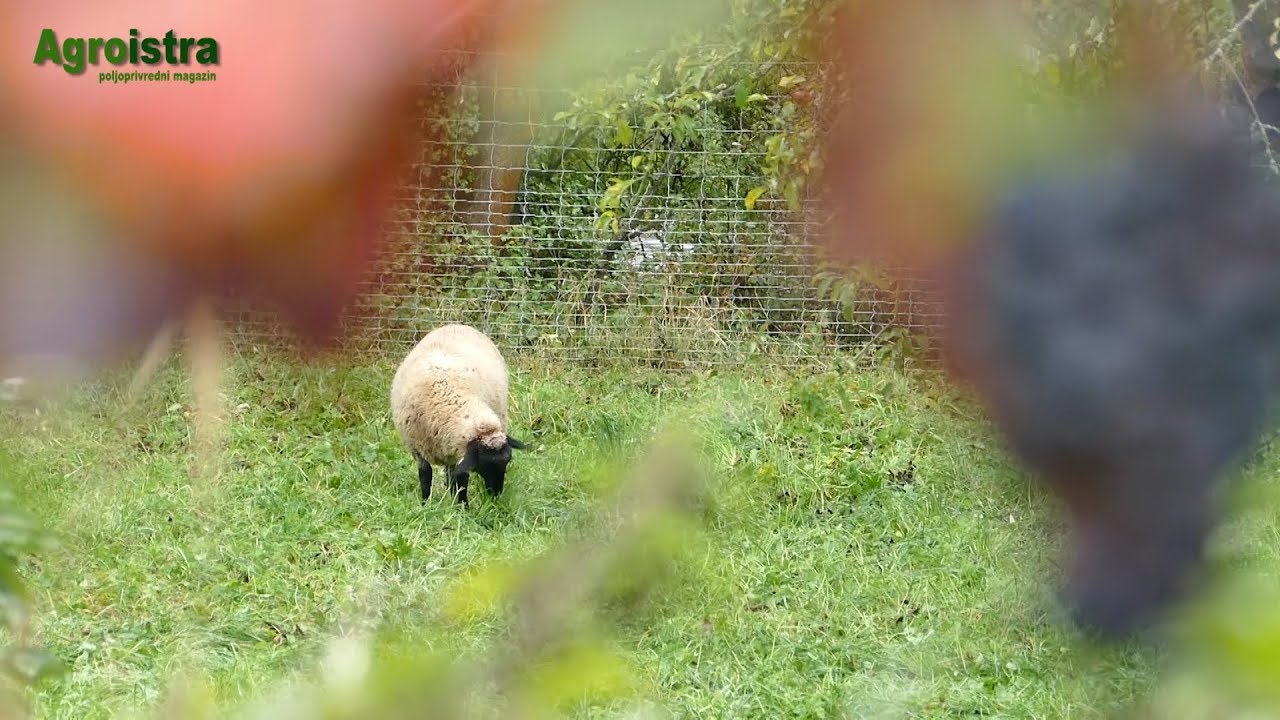 AGROISTRA Istraživanje u području vinogradarstva za prilagodbu klimatskim promjenama u Njemačkoj