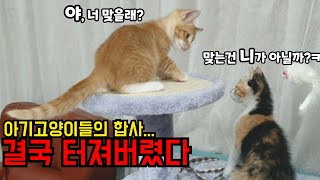 The ranks and fights of kittens...(Ep_4)The story of a rescued kitten.