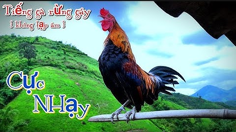 Tiếng gà rừng Gáy Chuẩn Mồi Siêu Nhạy 2025✔️ || Suab qaib qus qua zoo dib tuaj zoo tiag tiag li💯✔️