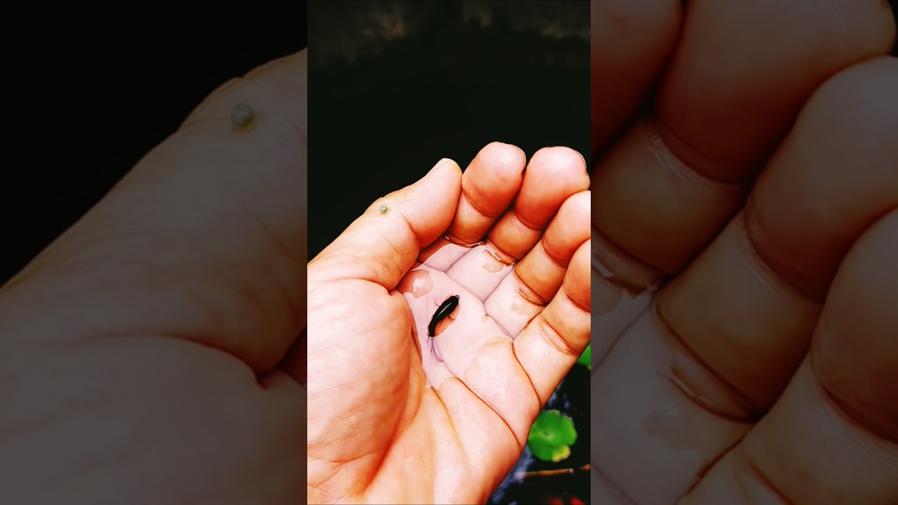 Betta fish growing short video 2026