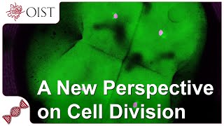Mitosis in Early Embryos
Studying cell division in early embryos is notoriously difficult, but thanks to CRISP/Cas-9 mediated genome editing, Japanese rice fish, and new imaging techniques, these timelapses have now become possible. Professor Tomomi Kiyomitsu from the Cell Division Dynamics Unit at the Okinawa Institute of Science and Technology explains the new techniques and how they help us understand cell division at the earliest stages of life. Mitosis in Early Embryos