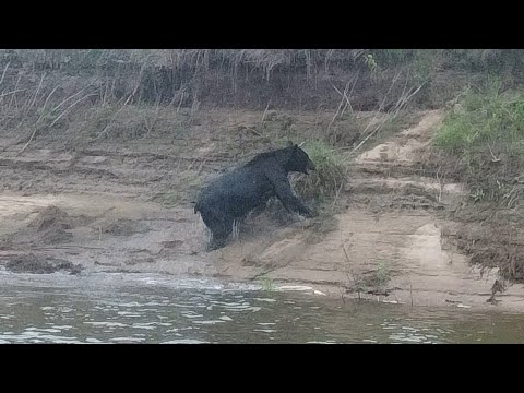 ПЯТНИЦА 13.Встреча с МЕДВЕДЕМ! Ну и конечно же рыбалка. Чулым 13 Августа. Рыбалка на спиннинг.