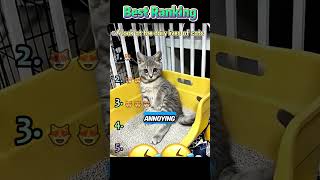 Funny cat #foryou #cat #funny #funnytiktok #pets #funnycats #hahaha #cute