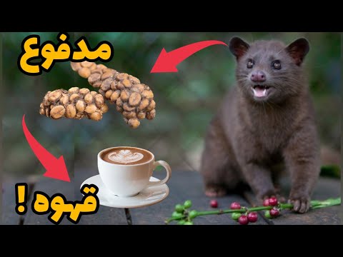 گرون ترين قهوه جهان چنده چطورى درست ميشه
