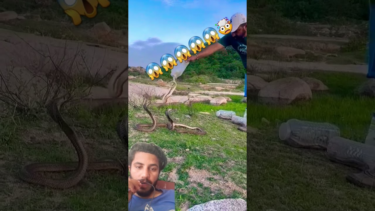 Snake Trapping| Snake Rescue