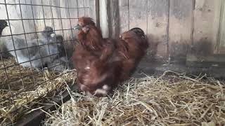 Rosedale Farm Pure Red Bearded Silkie Bantam Chickens breeding pair