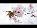 Beautiful Japan , Nature Pics, Sakura - Traditional Famous Japanese Folk  Music, Instrumental