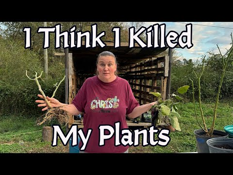 Overwintering Peppers and Eggplants for the First Time