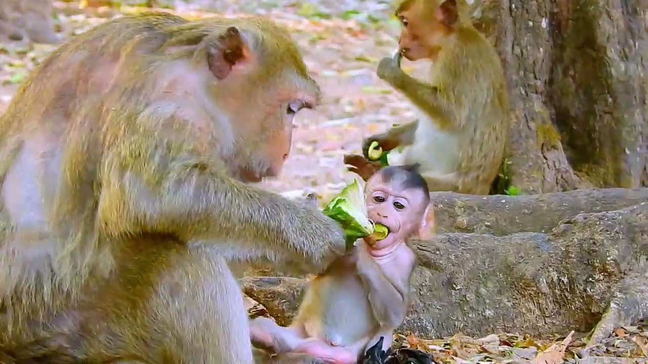 SO CUTE MONKEY...!