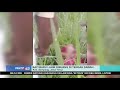 Tega! Bayi Merah Dibuang di Sawah