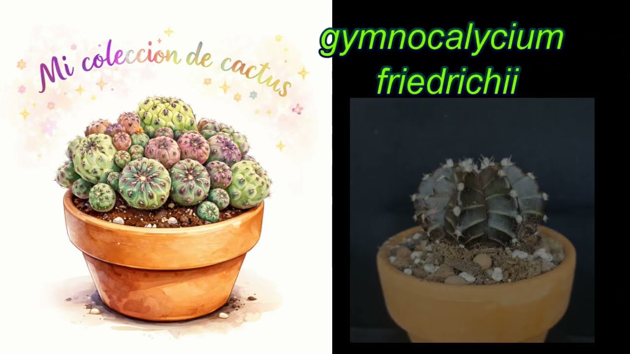 ¿Por qué este cactus es de color MORADO? 💜 Gymnocalycium Friedrichii