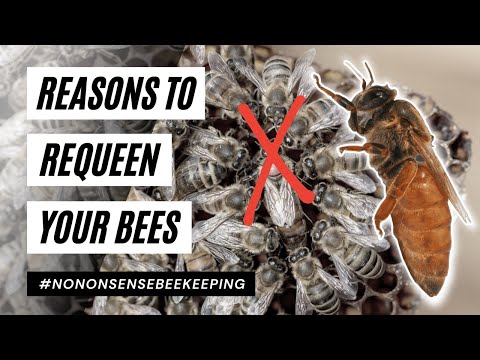 Reasons to Requeen