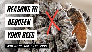 Reasons to Requeen Your Beehive - Should I Requeen my Beehive - Requeening A Beehive