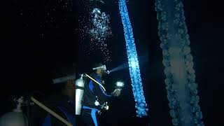 A Diver Films the Ocean's Strangest Glowing Creature 🔵 | Sea Realm