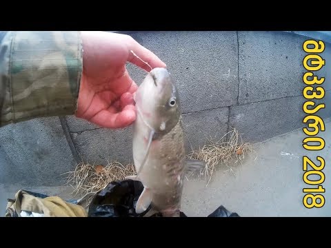 თევზაობა მტკვარზე 2018