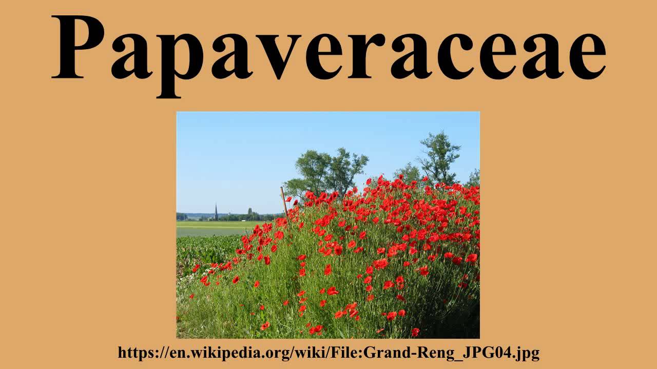 Papaveraceae