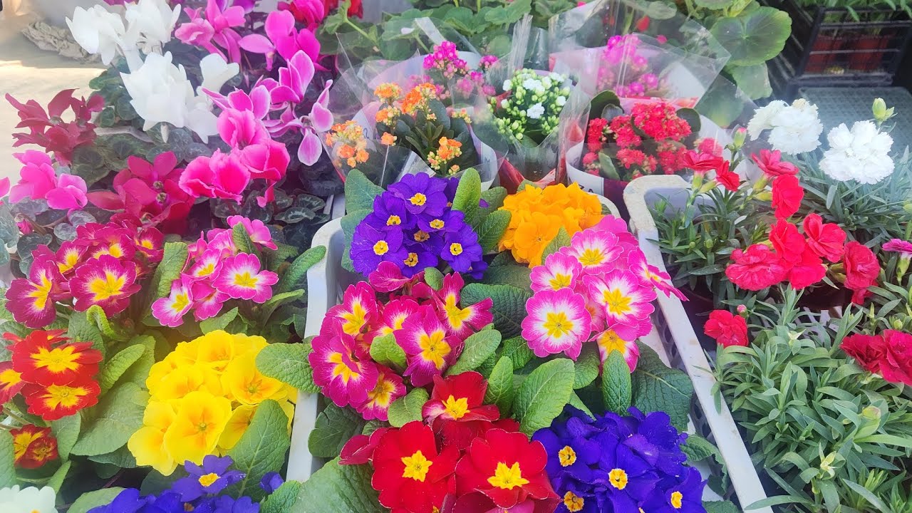 Тошкент. Кадышева гул бозори