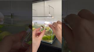 Fixing up my co2 diffuser  #aquarium #aquascape #aquascaping #plantedtank #plantedaquarium