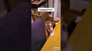 try not to laugh #funny #animals #shorts #tiktok