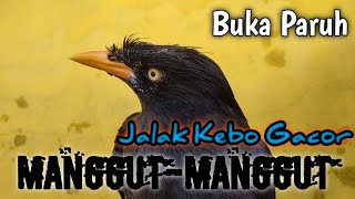 NGEPLONG BUKA PARUH | Jalak Kebo Gacor Manggut-manggut