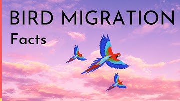 Bird Migration Facts | Why, When & How do birds migrate video