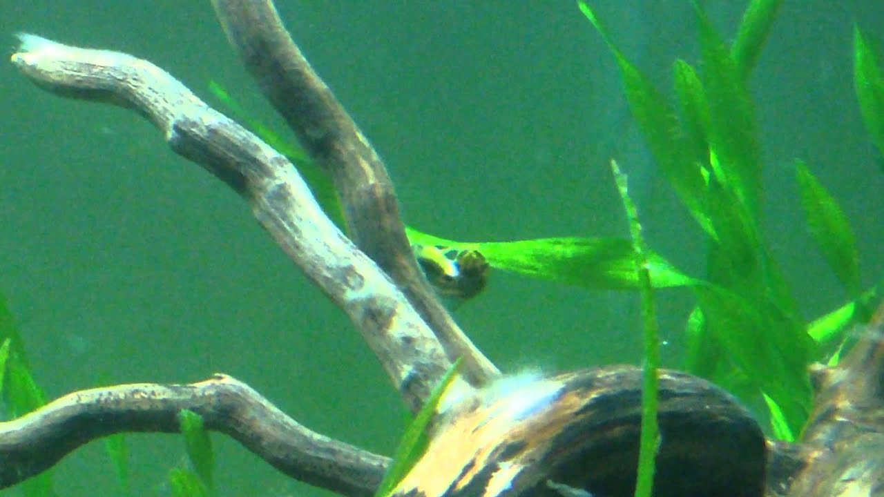 Otocinclus lay their eggs. By cchok. YouTube