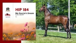 Lot 184 - My Guccio's Dream - East Coast Harness Sale 2026