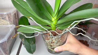 Орхидеи - ПЬЮТ ПО РАЗНОМУ и ПОЧЕМУ корни орхидей лезут из горшка