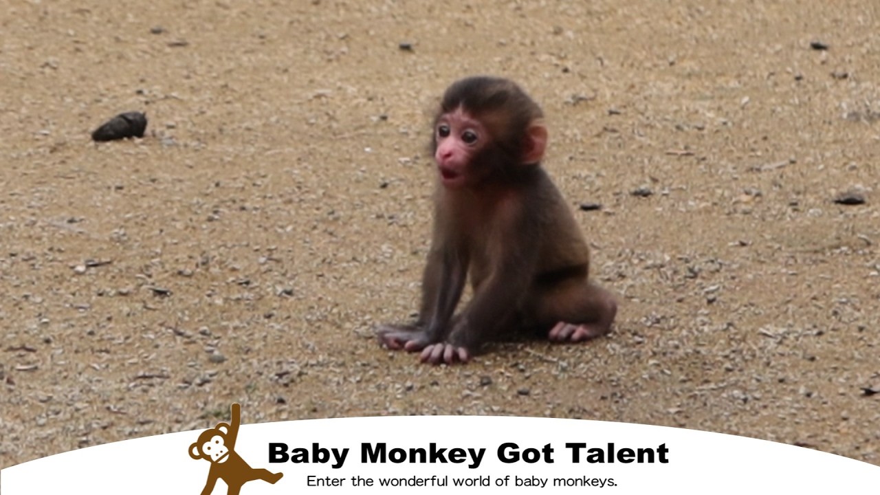 Трогательный момент! Мама-обезьяна учит своего малыша ходить, чудесная сцена / monpai monyet snow