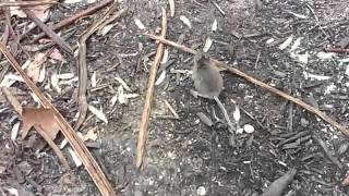 Releasing Another Mouse 6