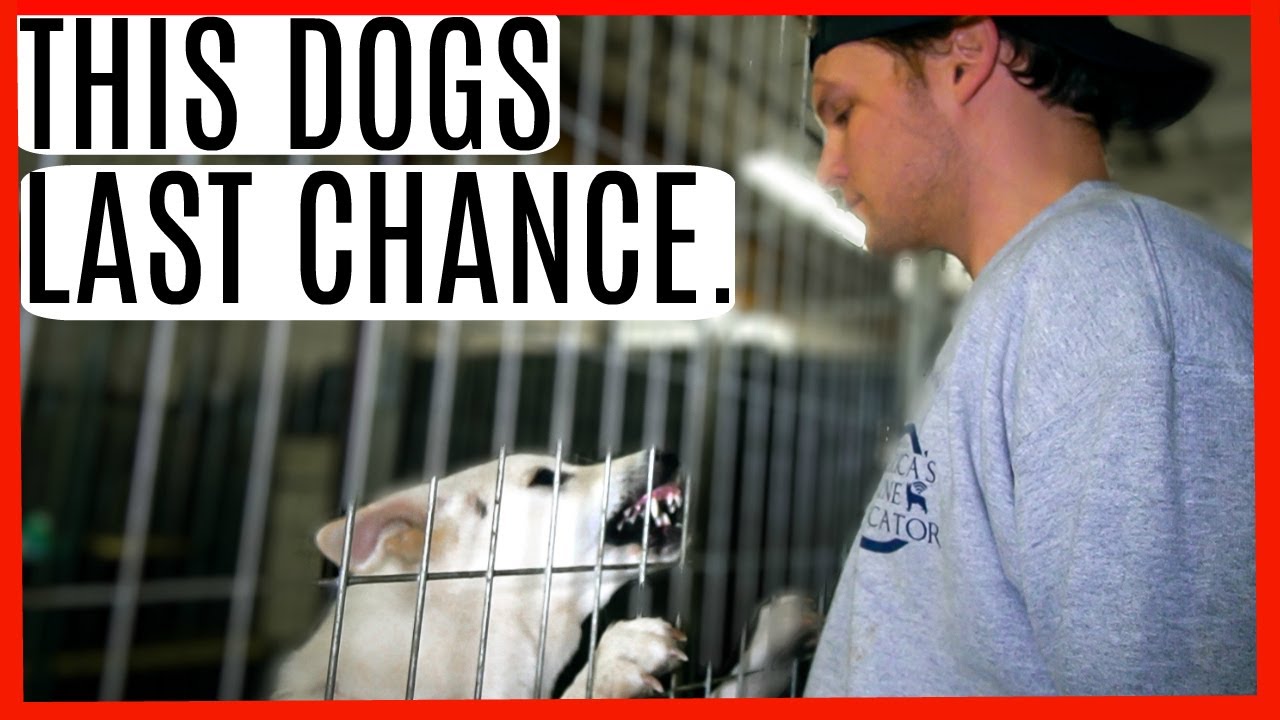 AGGRESSIVE GERMAN SHEPHERD TRIES TO ATTACK ME! (SERIOUSLY)