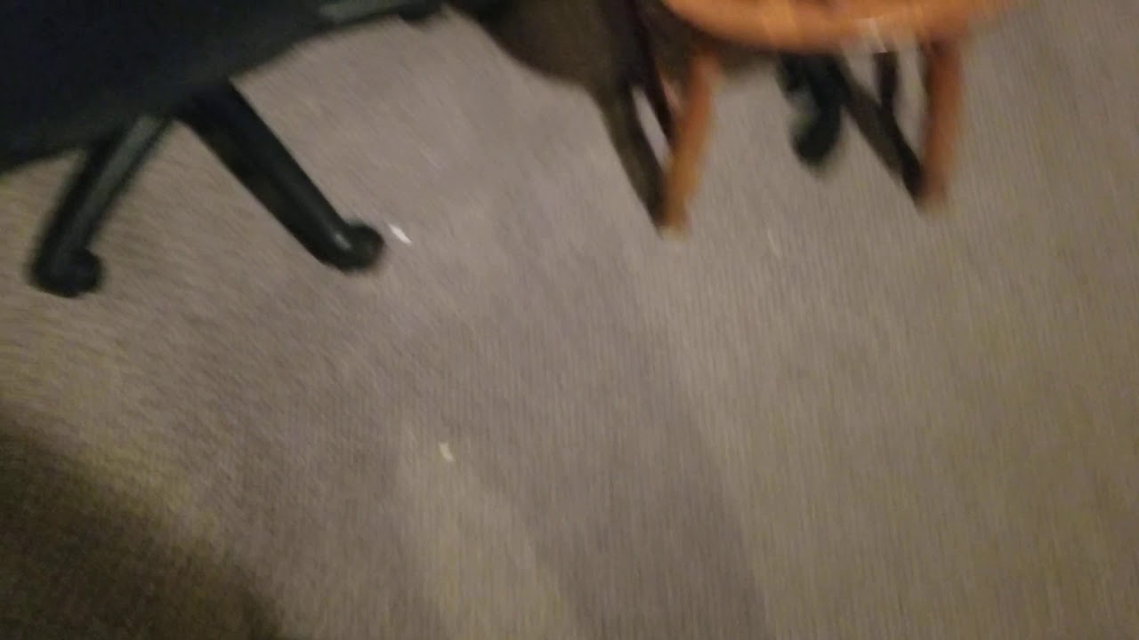 Temtem stress test update.