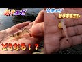 並んで違う餌で釣りをしたら魚の食性がわかる！？