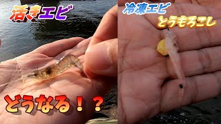 並んで違う餌で釣りをしたら魚の食性がわかる！？