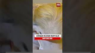 Buffalo resembling Donald Trump in Bangladesh goes viral ahead of Eid #eidaladha #buffalo #trump